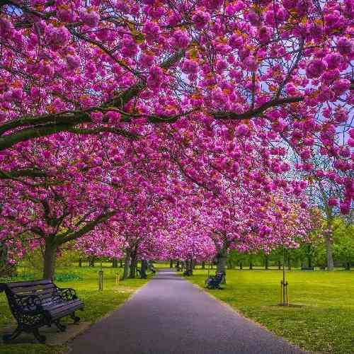 هادی نیکخواه خسته از تقدیر روزگارم می بریز ساقی که بی قرارم